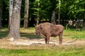 Male bison in the National Park in BiaÃâowieÃÂ¼a